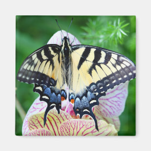 Swallowtail Butterfly Magnet