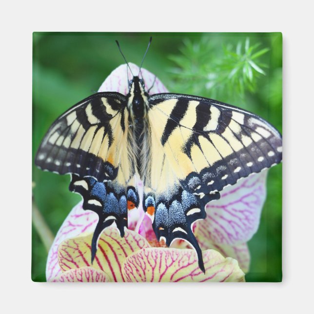 Swallowtail Butterfly Magnet (Framsidan)