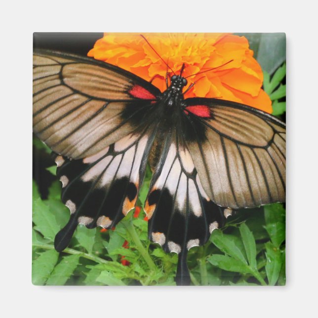 Swallowtail Butterfly Magnet (Framsidan)