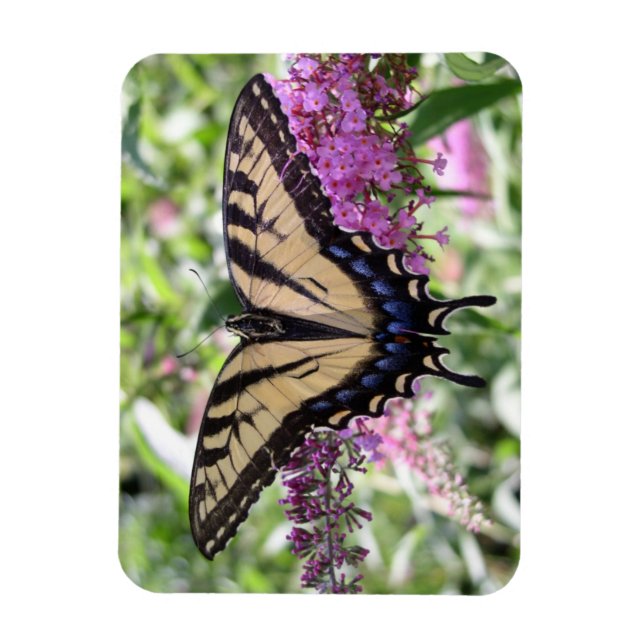 Swallowtail Butterfly Magnet (Vertikal)