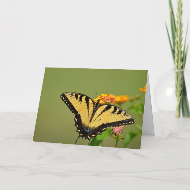Swallowtail Butterfly Notecard Kort (Framsida)