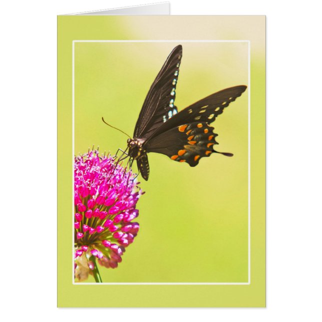 Swallowtail Butterfly OBS Kort (Framsidan)