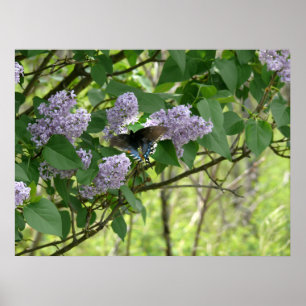 Swallowtail Butterfly och Lilac Bush Poster