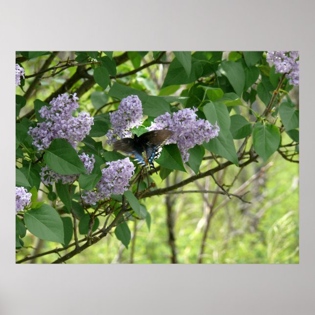 Swallowtail Butterfly och Lilac Bush Poster (Framsidan)