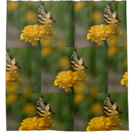 Swallowtail Butterfly On Zinnia