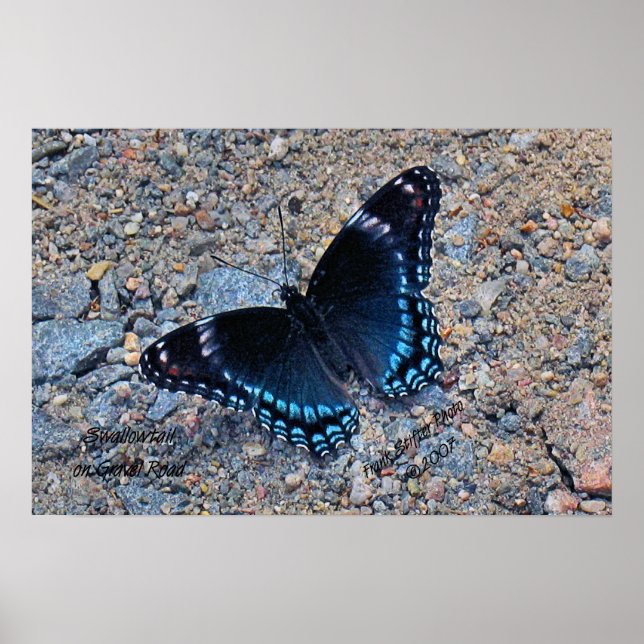 Swallowtail Butterfly på Gravel Road Poster (Framsidan)