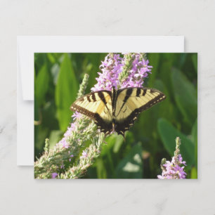 Swallowtail Butterfly på Lila Wildblommor