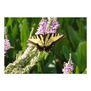 Swallowtail Butterfly på Lila Wildblommor Fototryck