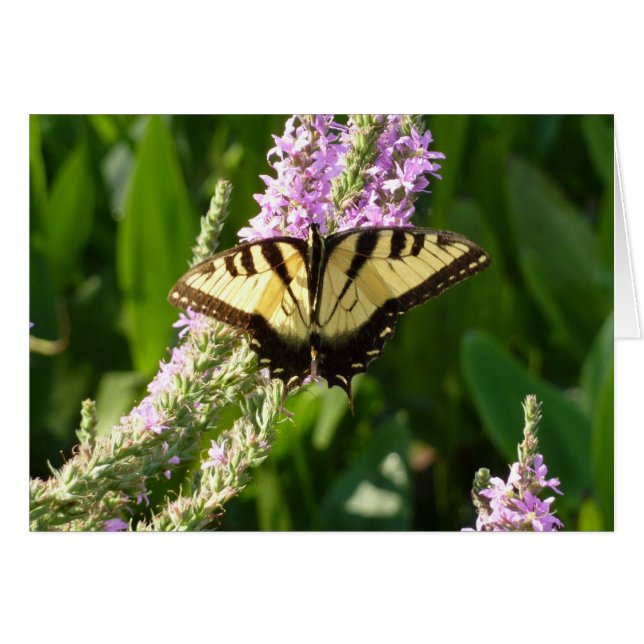 Swallowtail Butterfly på Lila Wildblommor Hälsningskort (Framsidan Horizontal)