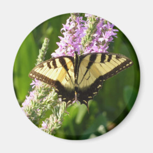 Swallowtail Butterfly på Lila Wildblommor Magnet