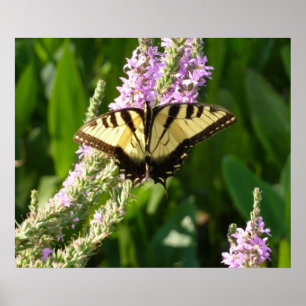 Swallowtail Butterfly på Lila Wildblommor Poster