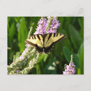 Swallowtail Butterfly på Lila Wildblommor Vykort