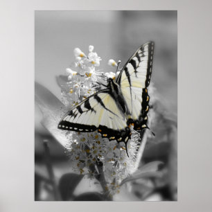Swallowtail Butterfly Poster