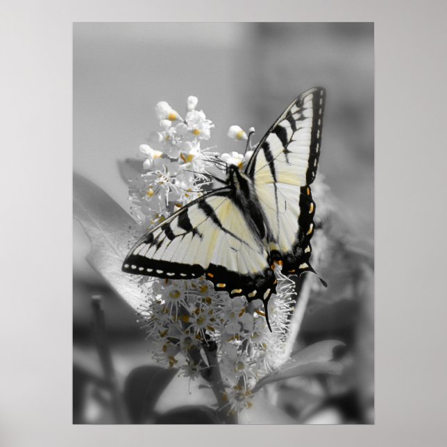 Swallowtail Butterfly Poster (Framsidan)