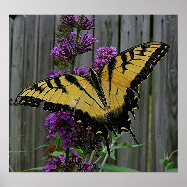 Swallowtail Butterfly Poster (Framsidan)