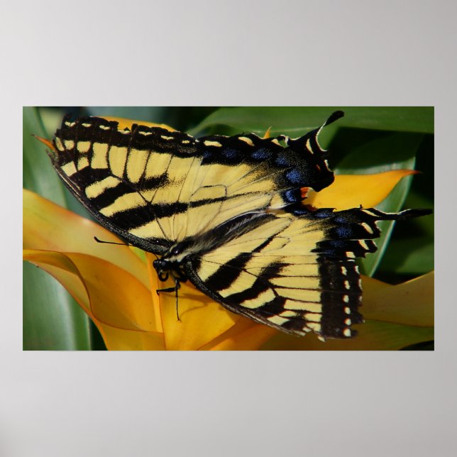 Swallowtail Butterfly Poster (Framsidan)