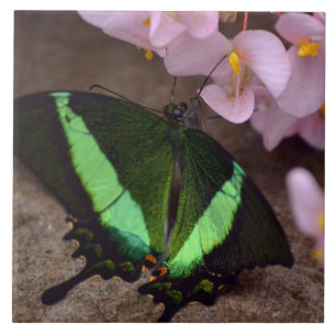 Swallowtail Butterfly Tile Kakelplatta