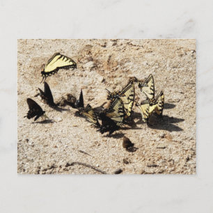 Swallowtail Butterfly Vykort