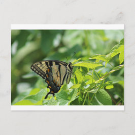 Swallowtail Butterfly Vykort