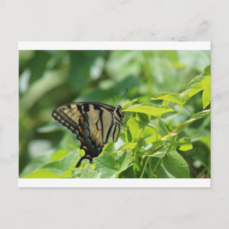 Swallowtail Butterfly Vykort