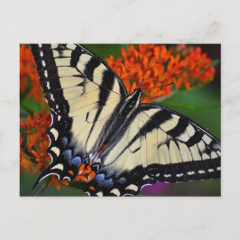 Swallowtail Butterfly Vykort