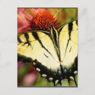 Swallowtail Butterfly Vykort