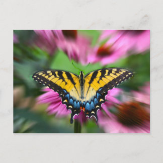 Swallowtail Butterfly Vykort