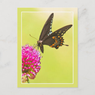 Swallowtail Butterfly Vykort