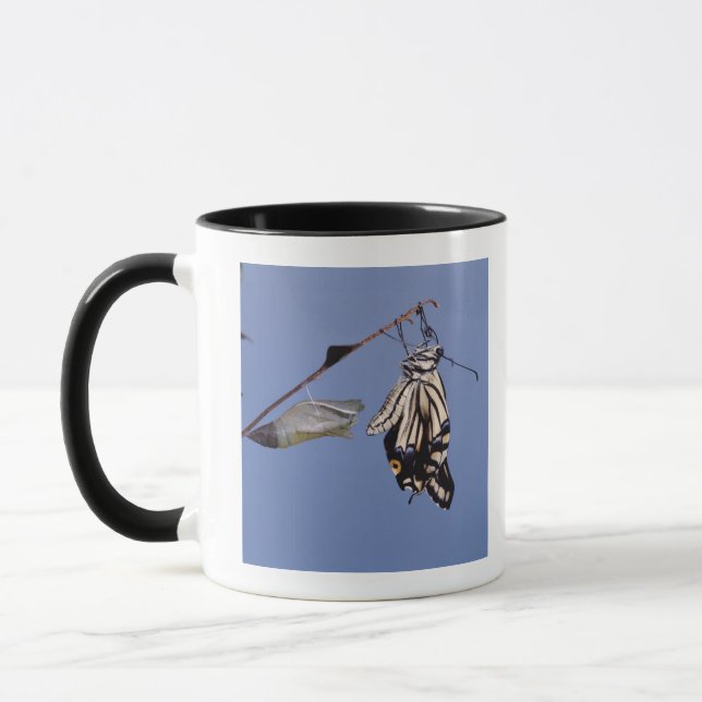 Swallowtail fjäril efter metamorphosis mugg (Vänster)