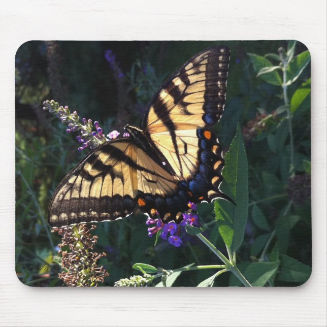Swallowtail fjäril Mousepad Musmatta (Framsidan)
