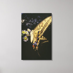 Swallowtail fjäril på blomma, tätt upp canvastryck