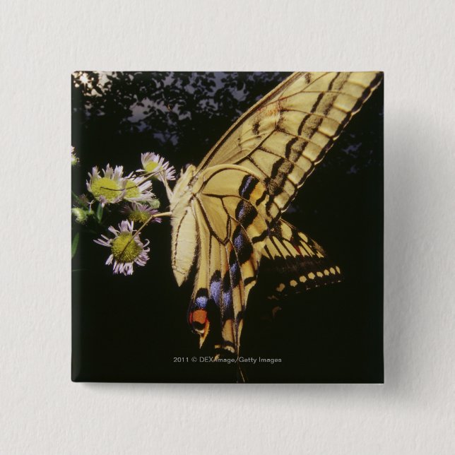 Swallowtail fjäril på blomma, tätt upp knapp (Framsida)