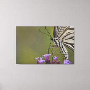 Swallowtail fjäril på blomman, Chiba Canvastryck