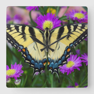 Swallowtail fjäril på daisy fyrkantig klocka