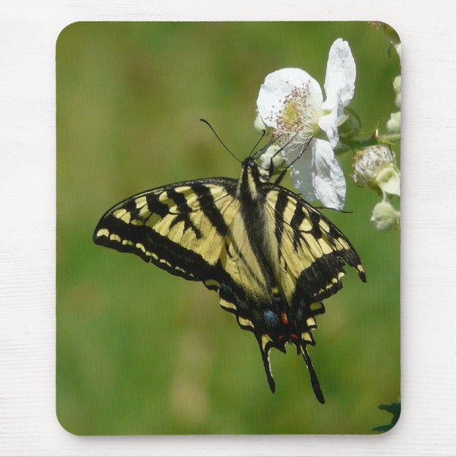 SwallowTail fjäril på en björnbärblommar Musmatta (Framsidan)
