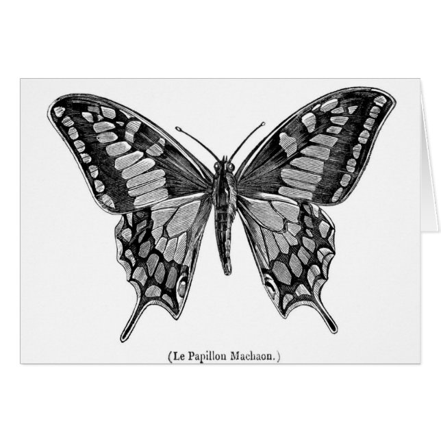 Swallowtail fjäril, vetenskaplig illustration hälsningskort (Framsidan Horizontal)