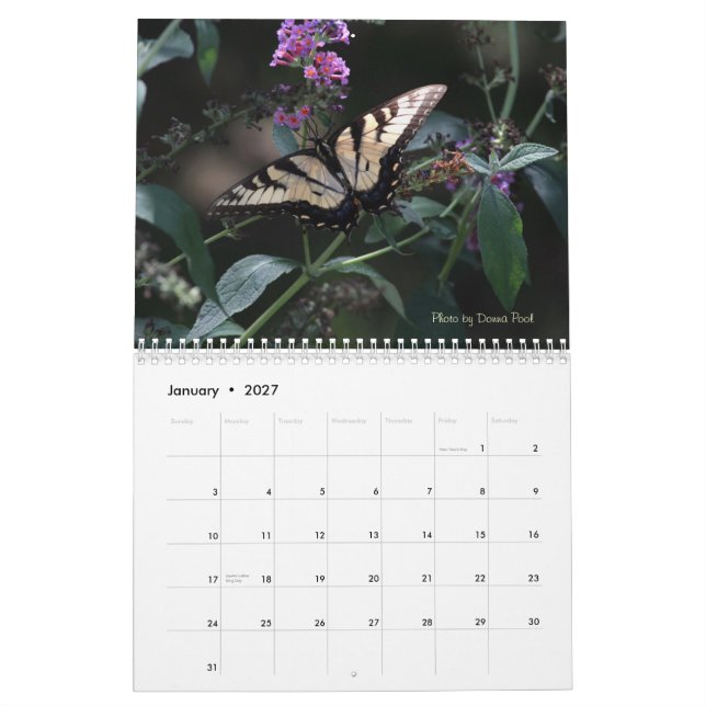 Swallowtail fjärilskalender kalender (Jan 2027)