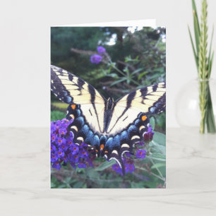 Swallowtail fjärilskort 3 kort