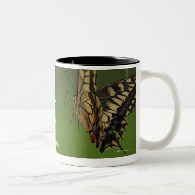 Swallowtail för gammal värld flyg Två-Tonad mugg (Höger)