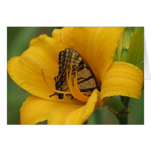 Swallowtail Lily - Butterfly Hälsningskort