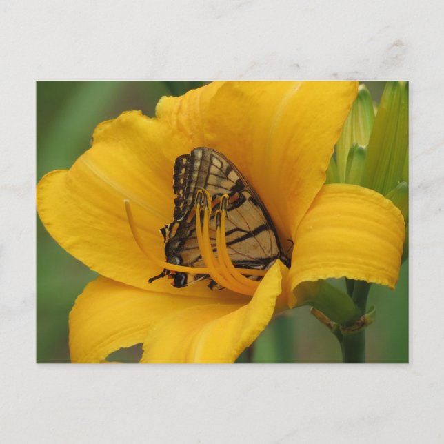 Swallowtail Lily - Butterfly Vykort (Framsida)