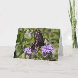 Swallowtail på prärieVerbena Kort