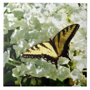 Swallowtail på vitvanlig hortensia kakelplatta