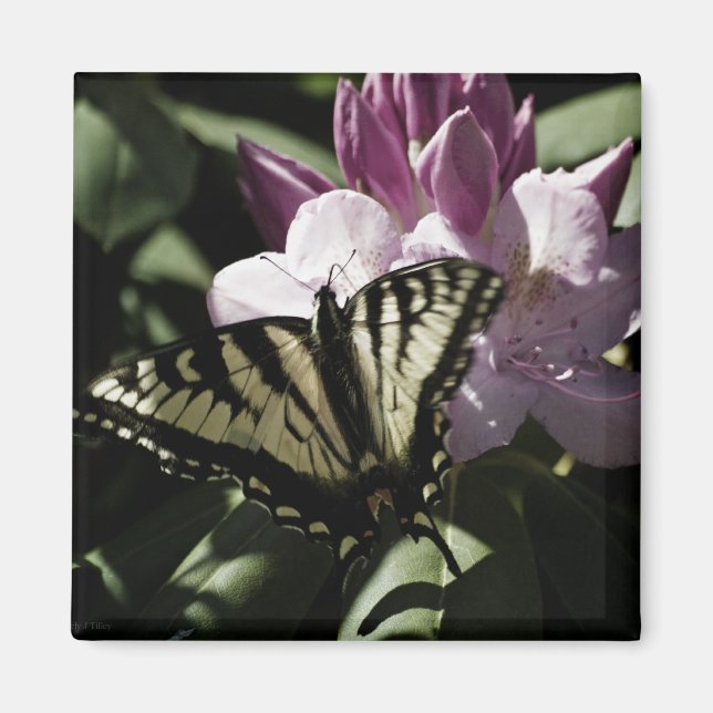 Swallowtail & Rhododendron Magnet (Framsidan)