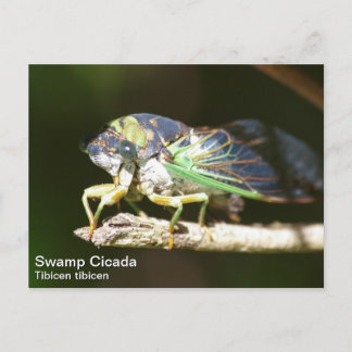 Swamp Cicada Vykort