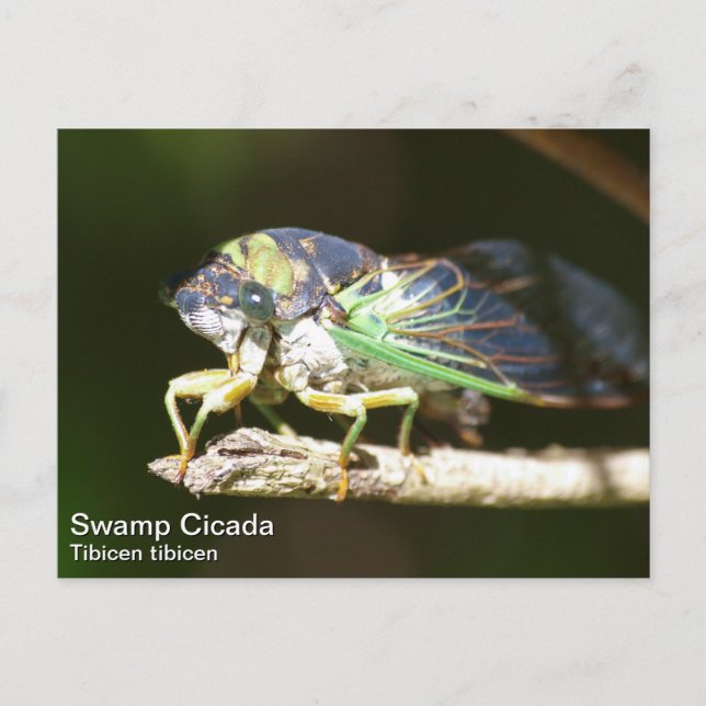Swamp Cicada Vykort (Framsida)