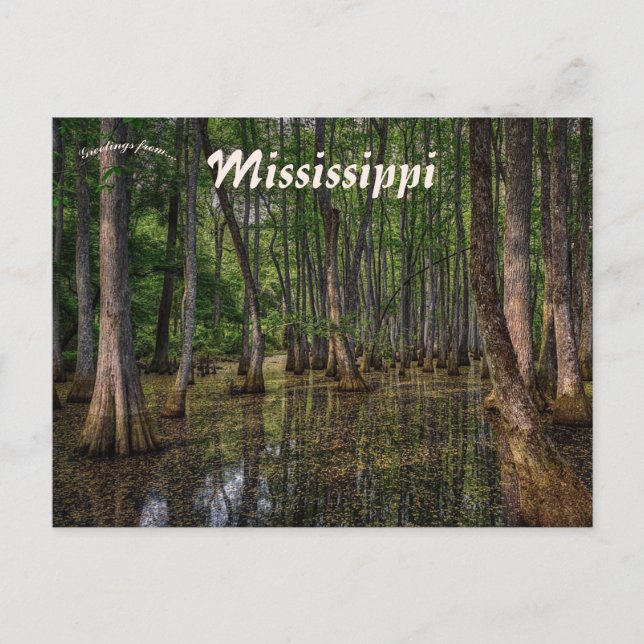Swamp Forest in Mississippi Vykort (Framsida)