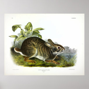 Swamp Hare (Swamp Rabbit) av Audubon Poster