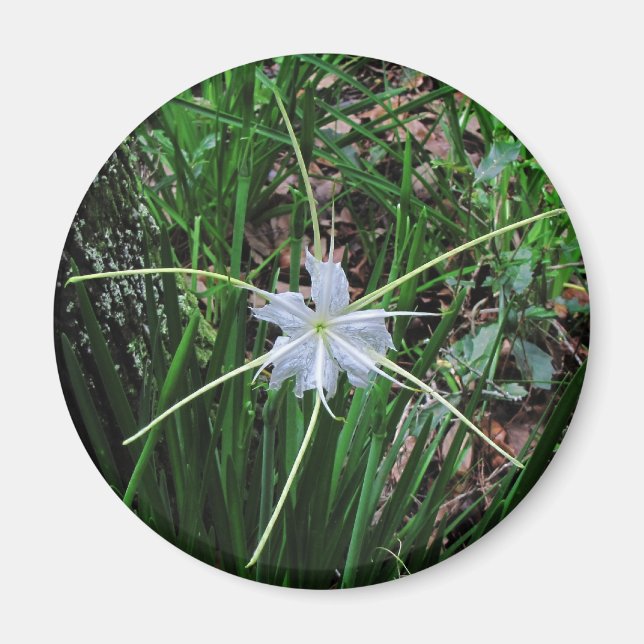 Swamp Lily Magnet (Framsidan)