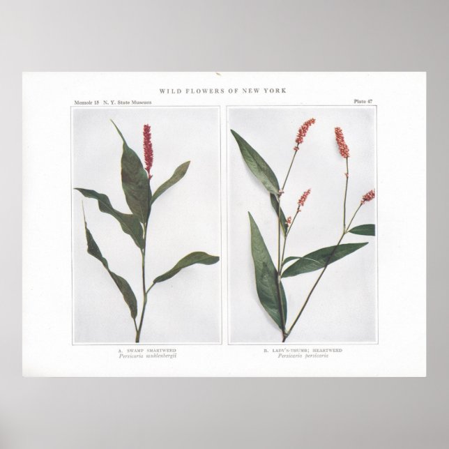 Swamp Smartweed - Persicaria muhlenbergii Poster (Framsidan)